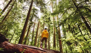 Vorschaubild_Erlebniswelt Waldbaden Ostschweiz_Achtsames Waldbaden in der Ostschweiz für Entspannung und Gesundheit._VisitLocals