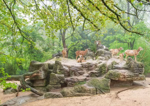 Vorschaubild_Zoo Basel_Der älteste Zoo der Schweiz mit über 500 Tierarten erleben._VisitLocals